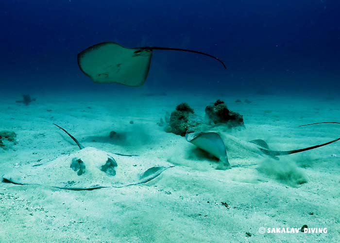 north liveaboard dive cruise in Madagascar